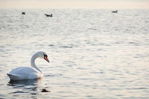 Beautiful white swan swimming in winter sea Stock Photos