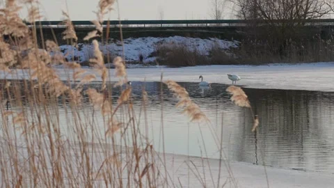 Beautiful white swan in winter Stock Footage 343850986
