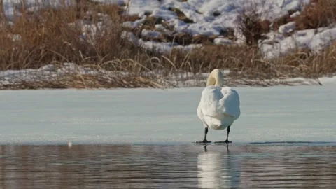 Beautiful white swan in winter Stock Footage 343850987