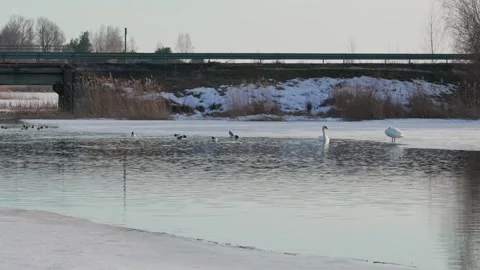 Beautiful white swan in winter Stock Footage 343850993