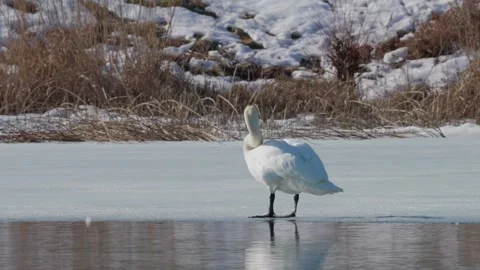 Beautiful white swan in winter Stock Footage 343850996