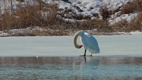 Beautiful white swan in winter Stock Footage 343851070