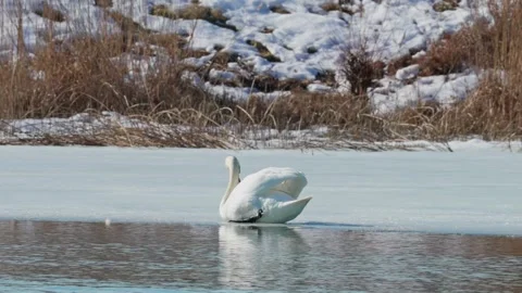 Beautiful white swan in winter Stock Footage 343851099