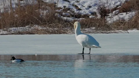 Beautiful white swan in winter Stock Footage 343851103
