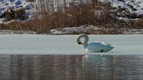 Beautiful white swan in winter Stock Footage 343851137