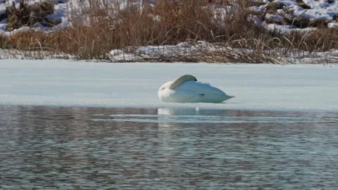 Beautiful white swan in winter Stock Footage 343851152