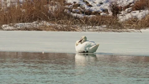 Beautiful white swan in winter Stock Footage 343851155