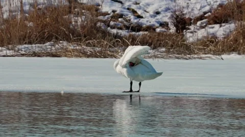 Beautiful white swan in winter Stock Footage 343851168