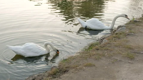 Beautiful white swans eats grass and drinks clean water. 库存影片 88344195