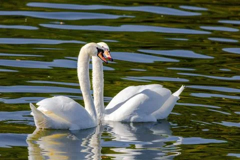 Beautiful white swans floating on calm water Stock Photos