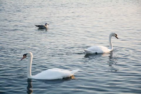 Beautiful white swans swimming in winter sea Stock Photos
