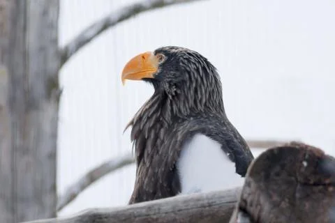Beautiful white-tailed eagle close up. Gray sea eagle or eurasian sea eagle. Stock Photos
