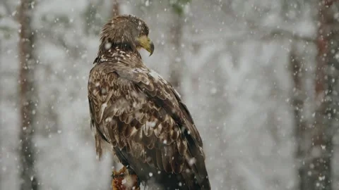 Beautiful White Tailed Eagle (Haliaeetus Albicilla) In Beautiful Winter Snowfall Stock Footage 257568537
