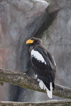 Beautiful white-tailed eagle is sitting on a branch of a tree.Gray sea eagle. Stock Photos