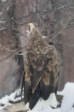 Beautiful white-tailed eagle is sitting on the branch of wood. Gray sea eagle Stock Photos
