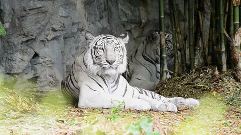 Beautiful white tiger Stock Footage 22981950