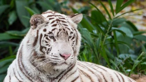 Beautiful White Tiger Lying Down Stock Photos