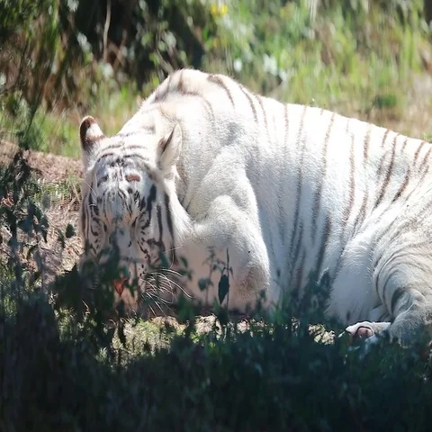 Beautiful White Tiger Sleeping Video stock 69432020