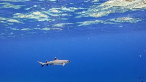 A beautiful White Tip Reef Shark swimming right underneath the waves - Stock Footage 131522520