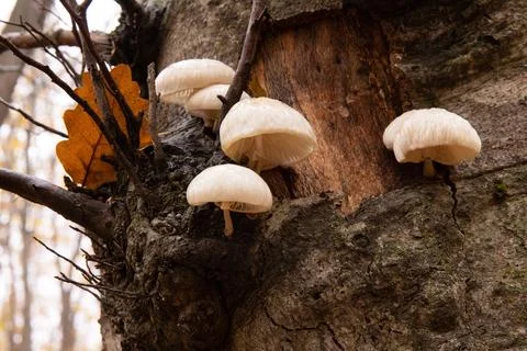 Beautiful white toadstools on a tree in the autumn forest. Stock Photos