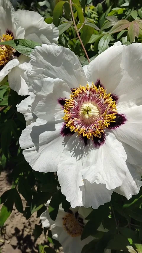 Beautiful white tree peony flowers (Paeonia rockii) blooming in the garden Stock Footage 335130443