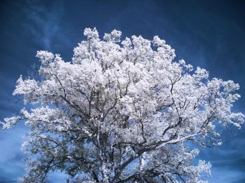 Beautiful white tree Foto stock