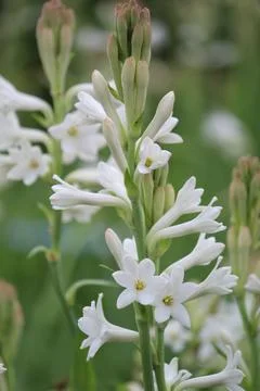 Beautiful white tuberose flower in nice blur background Stock Photos