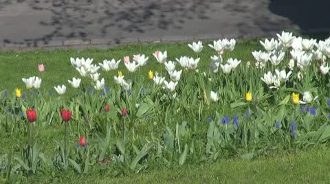 Beautiful white tulips Stock Footage 10803653