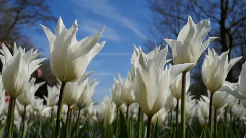 Beautiful white tulips Stock Footage 75061493