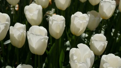 Beautiful white tulips Stock Footage 75069243