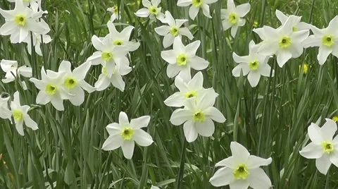 Beautiful White Wildflower Easter Daffodils Flowers Blowing in spring Breeze Stock-Footage 50316448