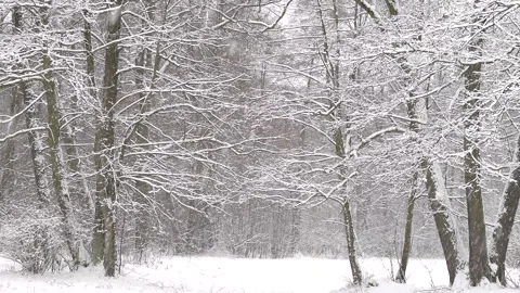 Beautiful white winter and trees with falling snow, loop. Forest. 스톡 동영상 258280294