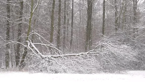 Beautiful white winter and trees with falling snow, loop. Forest. 스톡 동영상 258280376