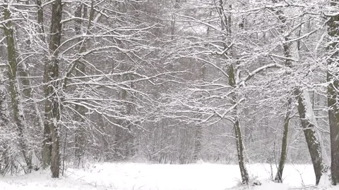 Beautiful white winter and trees with falling snow. Forest. Stock Footage 258593439