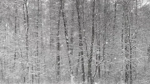 Beautiful white winter and trees with falling snow, loop. Forest. 库存影片 258593502