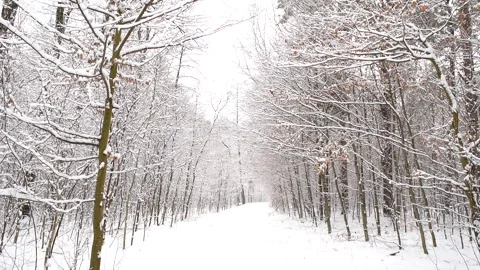 Beautiful white winter and trees with falling snow. Forest. Stock Footage 258593712