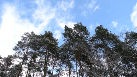 Beautiful white winter and trees, snow. Sunny day. 库存影片 258600853
