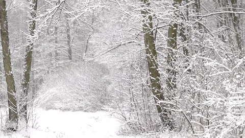 Beautiful white winter and trees with falling snow. Forest. Stock Footage 259280445