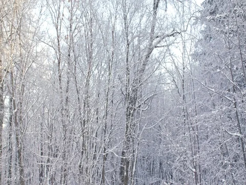 Beautiful white winter forest with bright sunshine on the background. 스톡 동영상 84701689