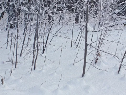 Beautiful white winter forest with bright sunshine on the background. Stock Footage 84701711