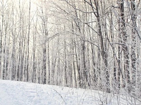 Beautiful white winter forest with bright sunshine on the background. 스톡 동영상 84701796