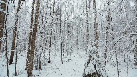 Beautiful white winter forest Stock Footage 82775718