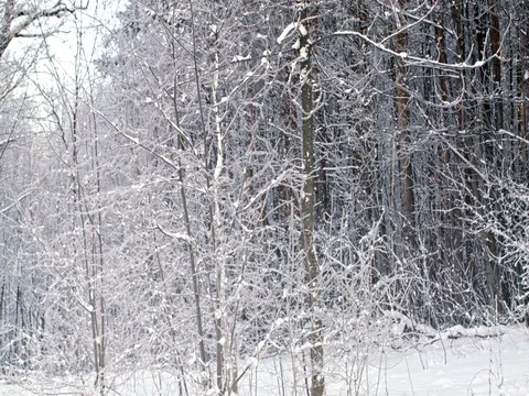Beautiful white winter forest. White landscape, grass, trees and bushes Stock Footage 84701604