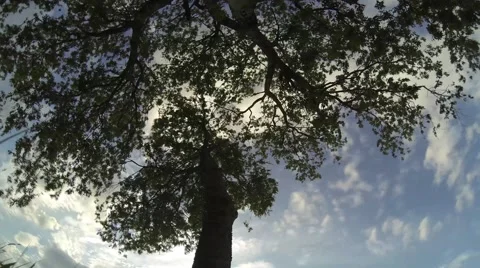 Beautiful wide 60 second time lapse of nature featuring a tree and clouds. Stock-Footage 52352267