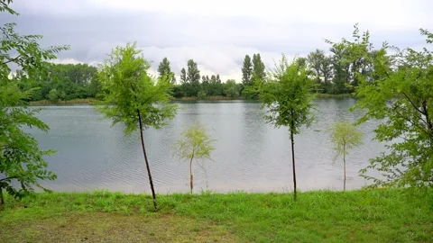 Beautiful wide angle footage of thin trees growing on a shore of lake Stock-Footage 268417458