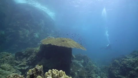 Beautiful wide angle scene of a table coral with a diver in the background Stock Footage 256637684