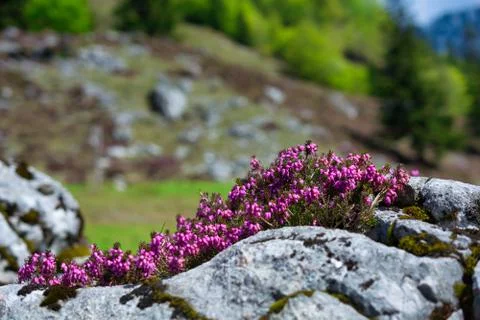 Beautiful Wild Alpine flowers between the rocks Stock Photos