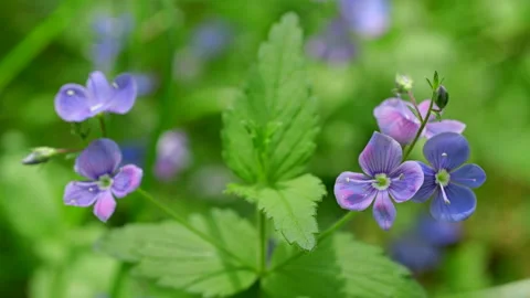 Beautiful wild blue flowers in spring forest. (Veronica chamaedrys). Stock Footage 336453058