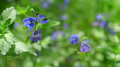 Beautiful wild blue flowers in spring forest. (Veronica chamaedrys). Stock Footage 336454029