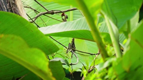 Beautiful wild butterfly Stock Footage 270067033